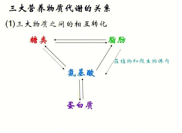 三大营养物质代谢及关系