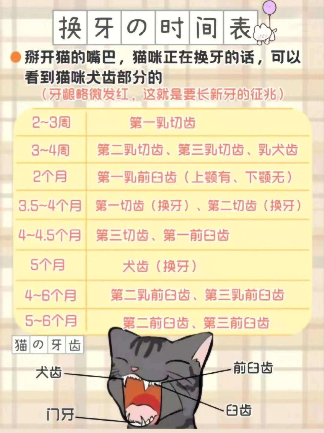 猫咪换牙顺序图片