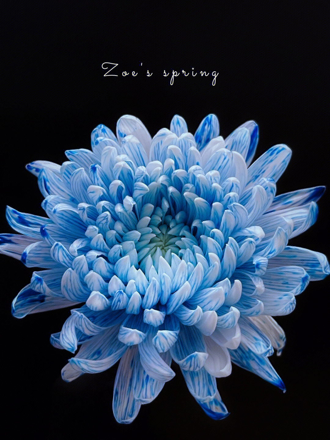 深蓝色的菊花图片