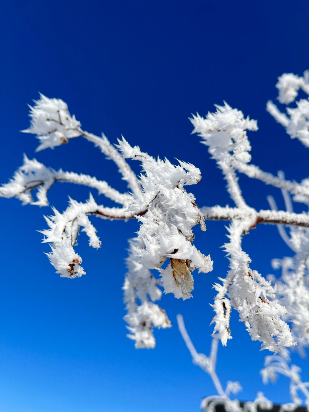 雪松