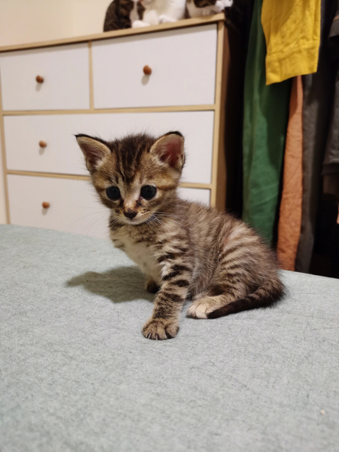 狸花猫一个月幼猫图片图片