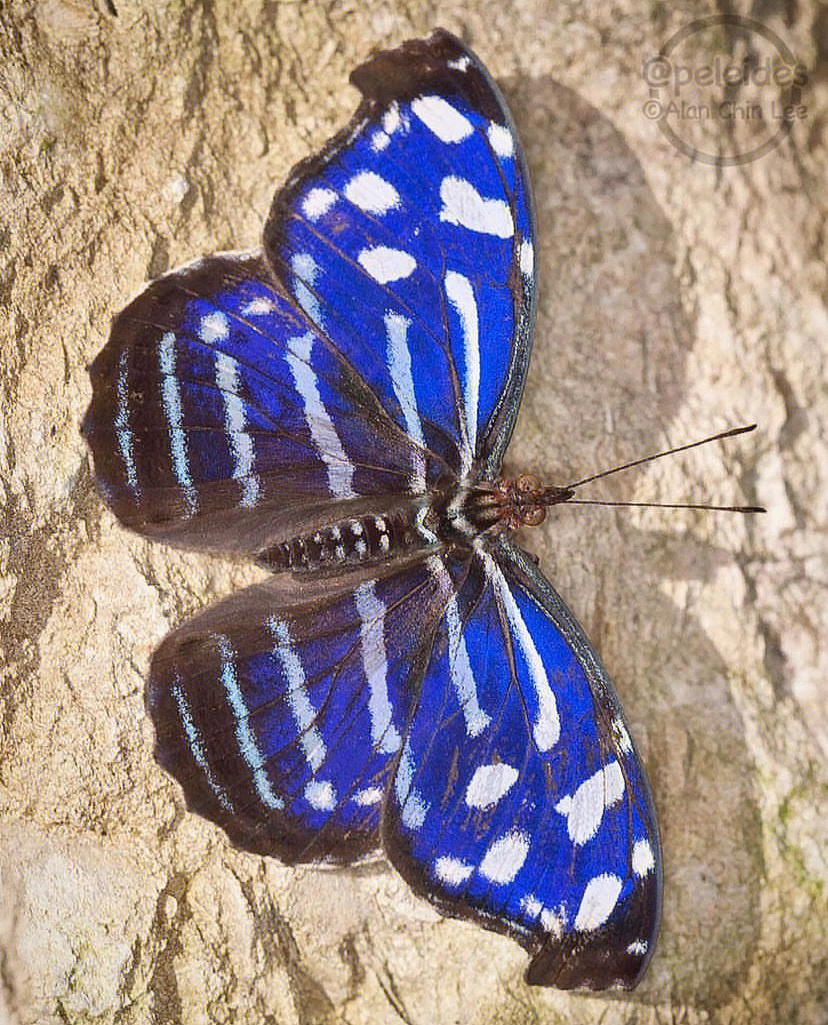 blue wave, whitened bluewing, or royal blue, 是蛱蝶科的一种蝴蝶