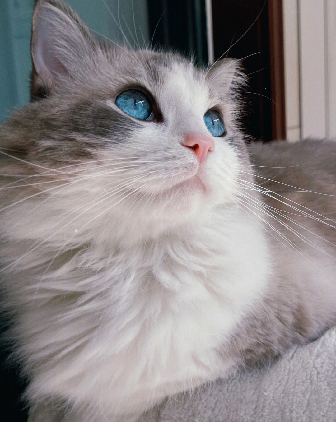 蓝眼睛小猫