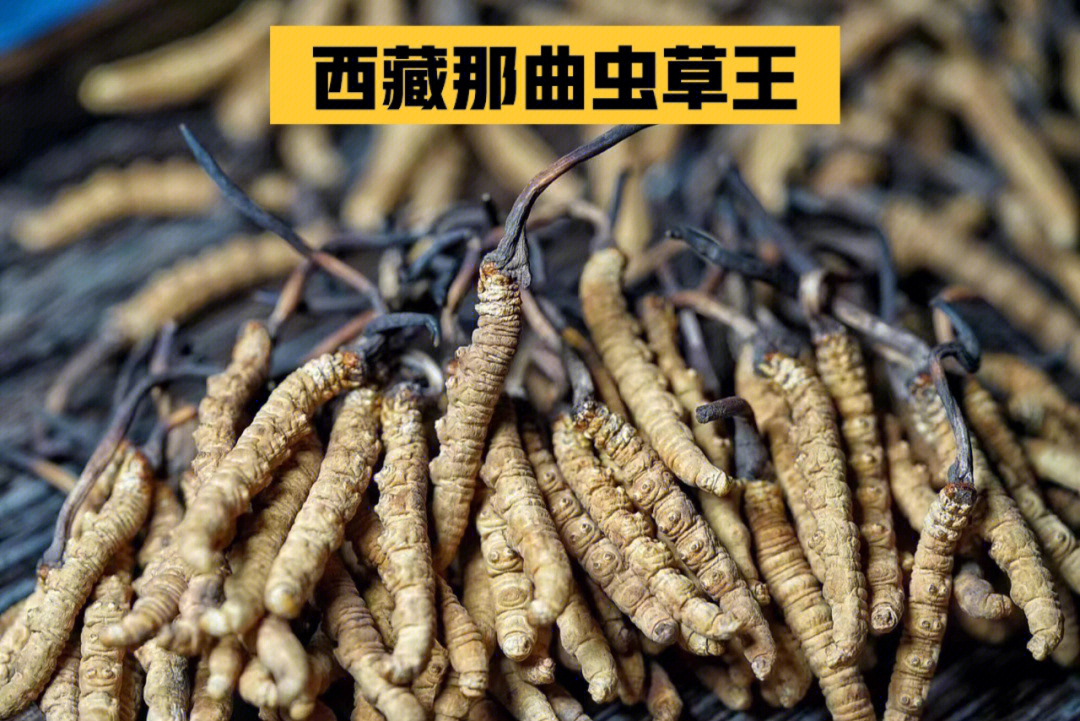 香港野生虫草王图片
