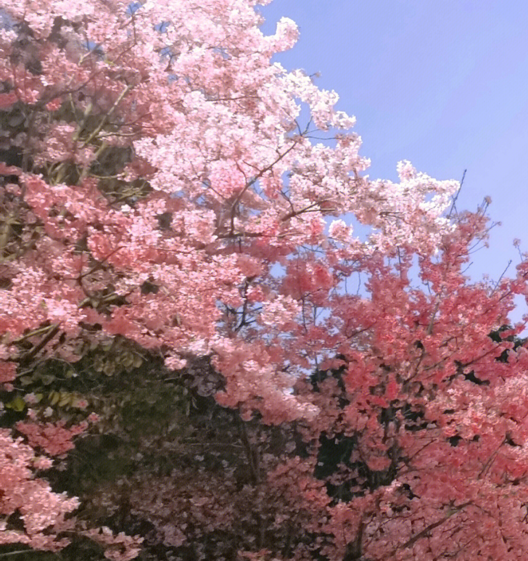 南山实验学校樱花图片