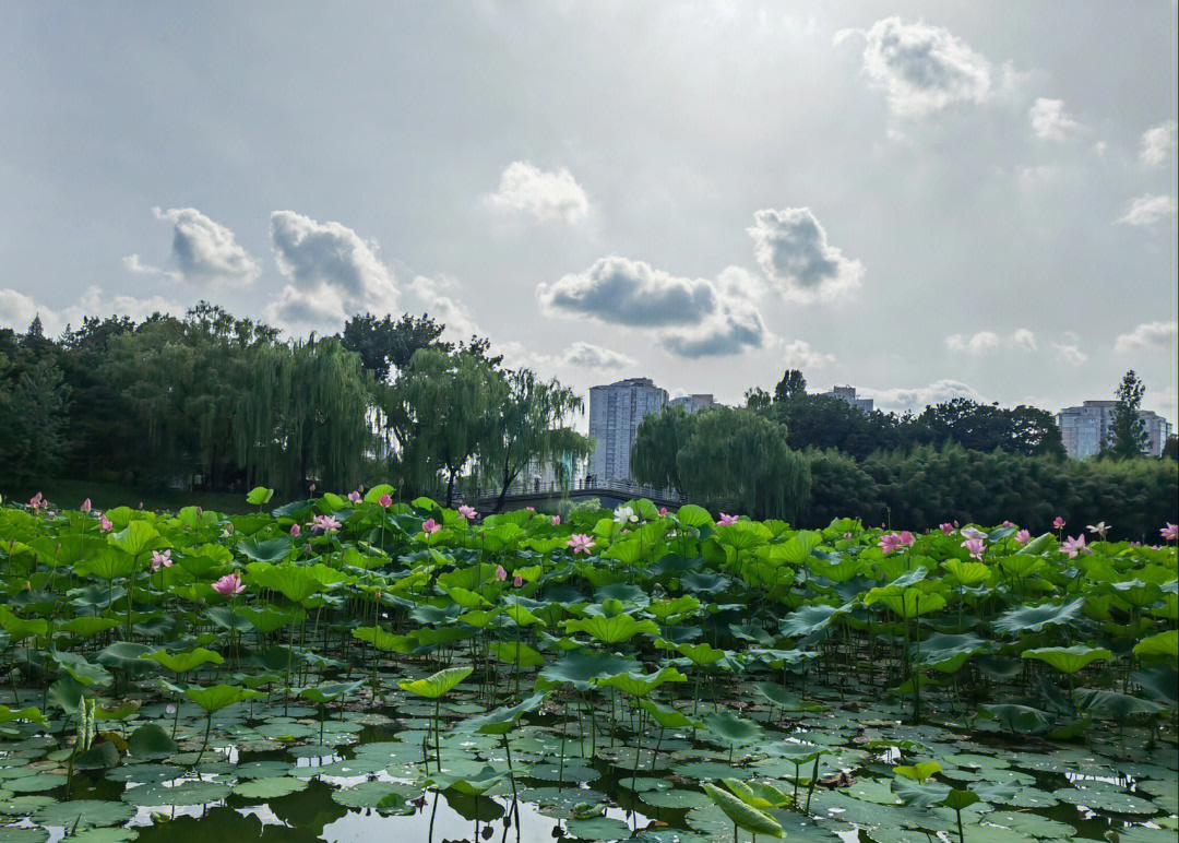 紫竹院公园位置图图片