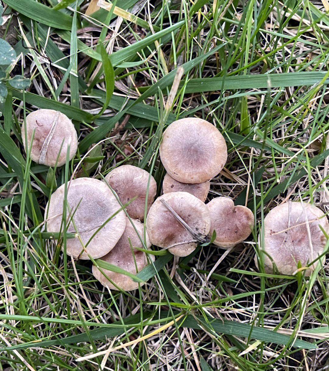 这是什么蘑菇能吃吗