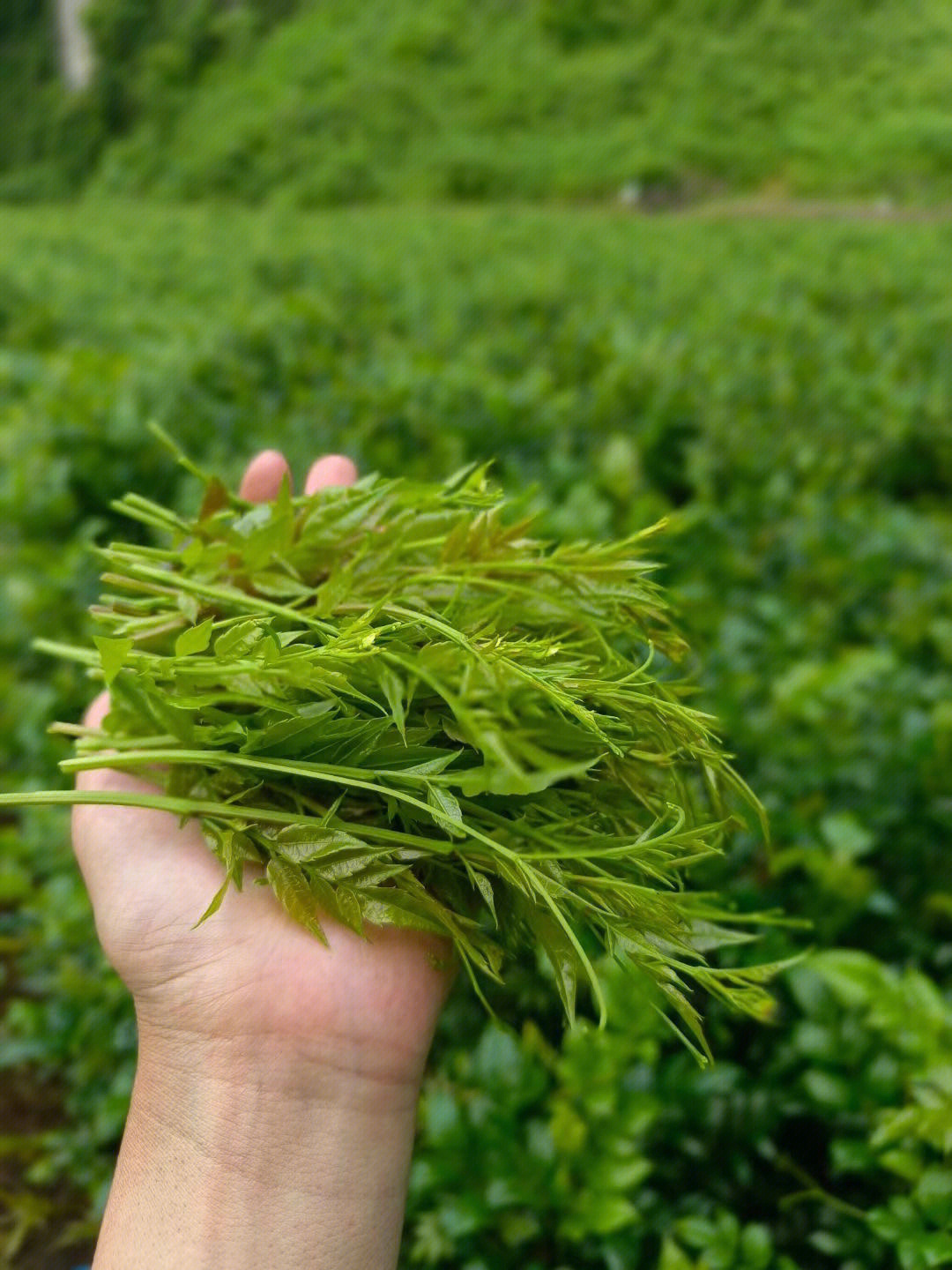 湖南湘西霉茶张家界罐袋装土家芽尖霉