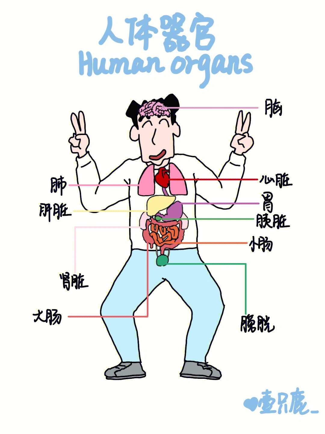 人体器官画法图片