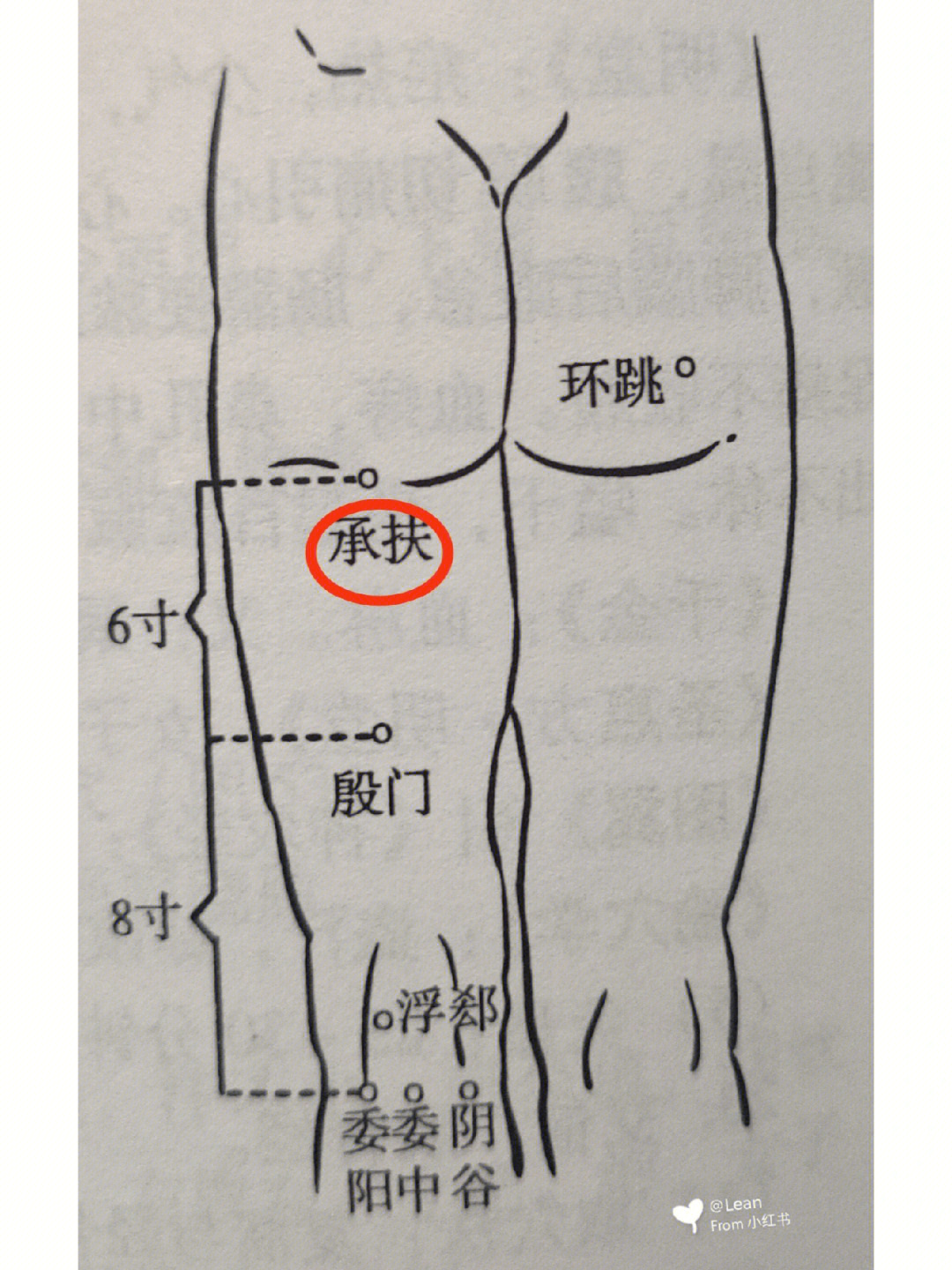 承扶位置图和作用图片