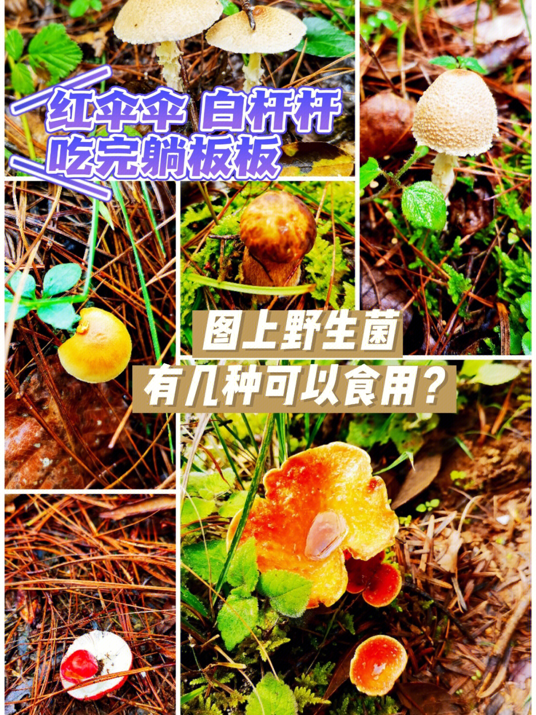 红伞伞白杆杆96有哪些野生菌不可以食用?