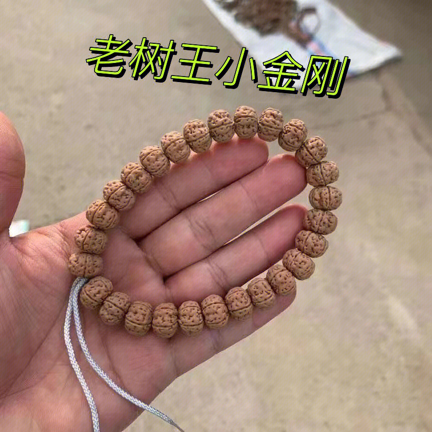 单圈中的王者小金刚老树王