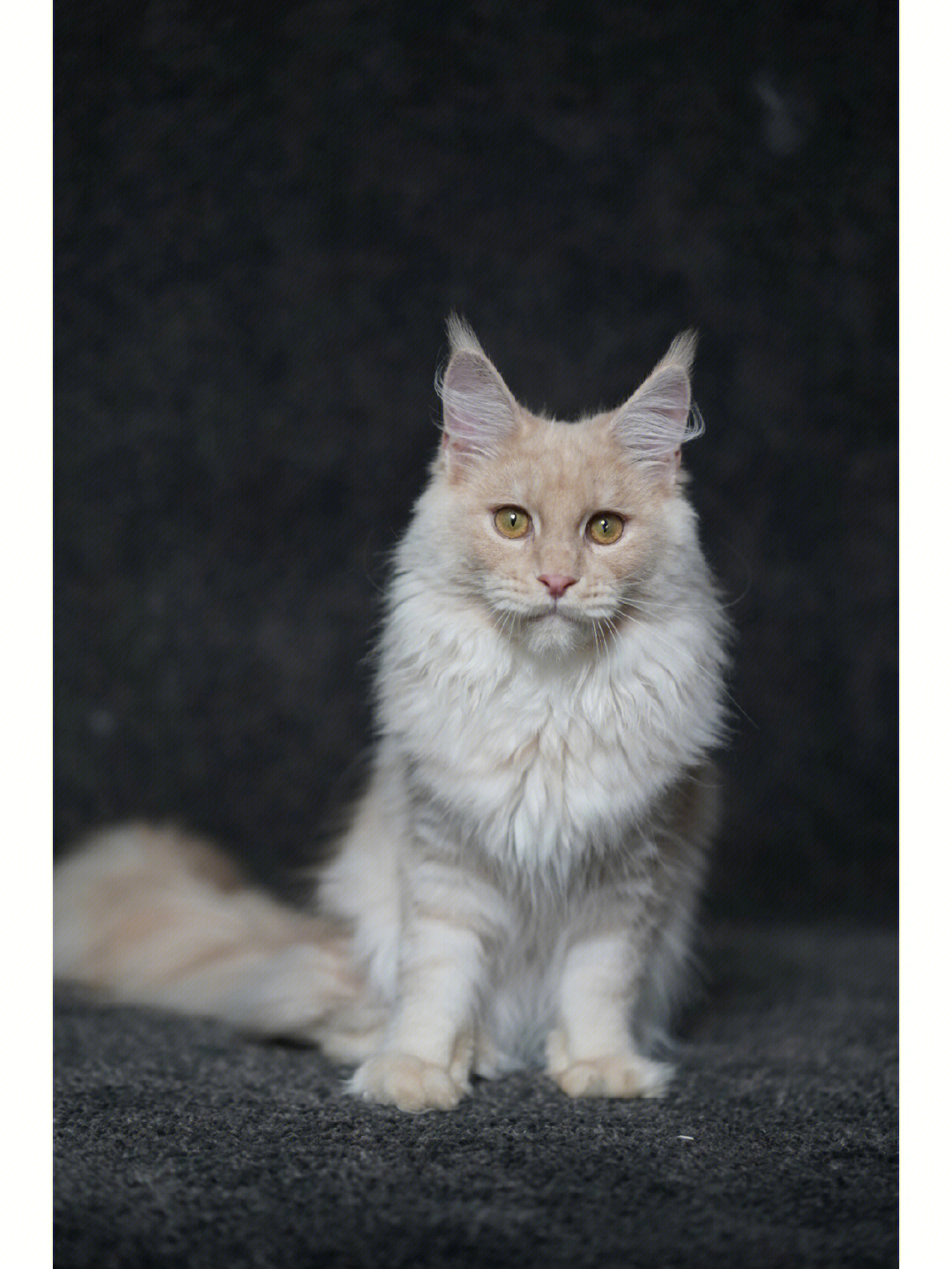 俄系缅因猫幼猫颜色凯米尔色性格粘人