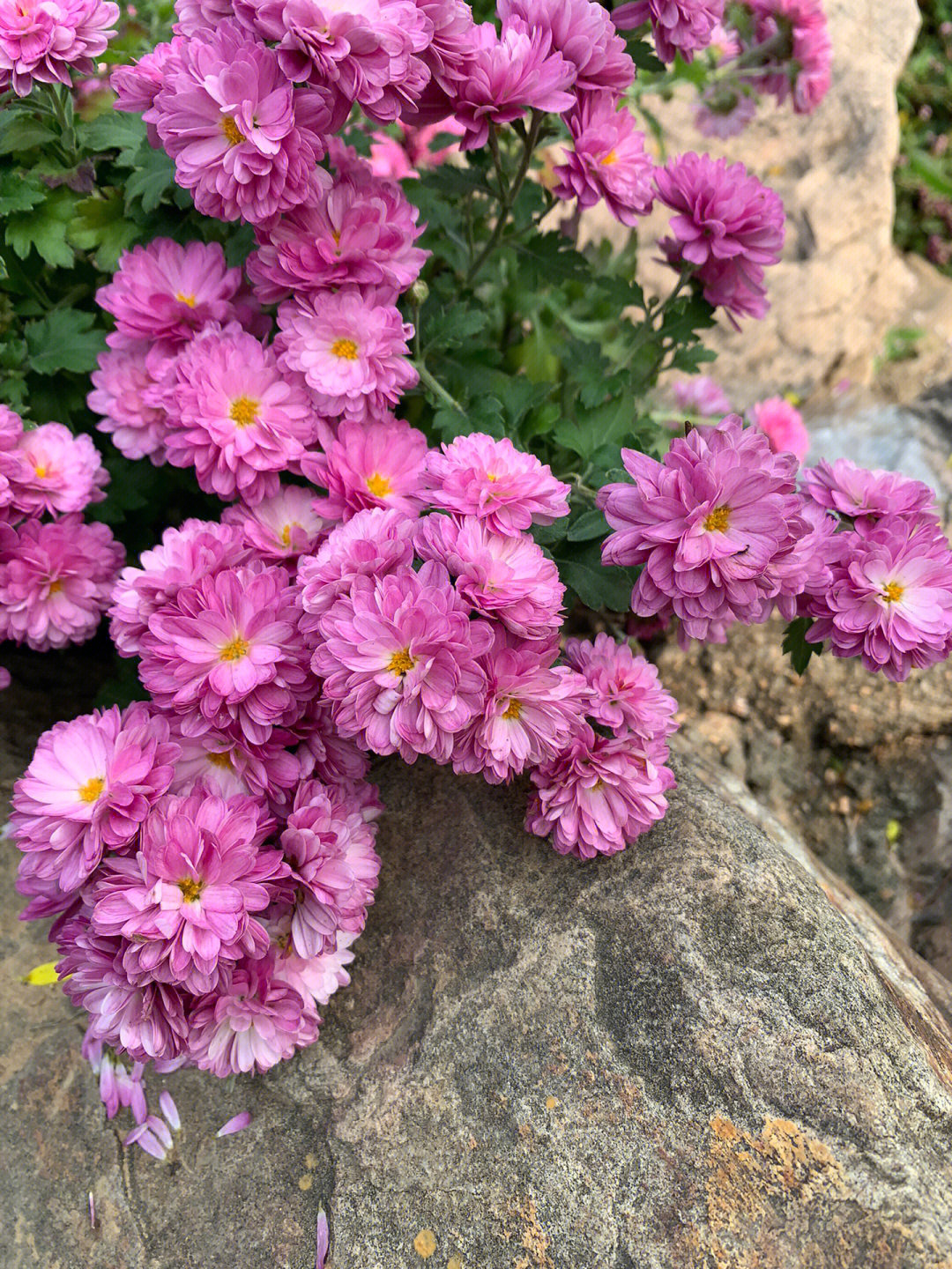 菊花的全部颜色图片