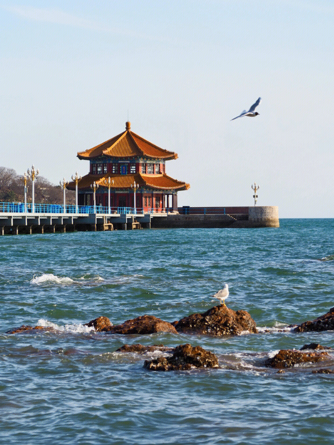 青岛看海冬天到了栈桥的海鸥又回来了