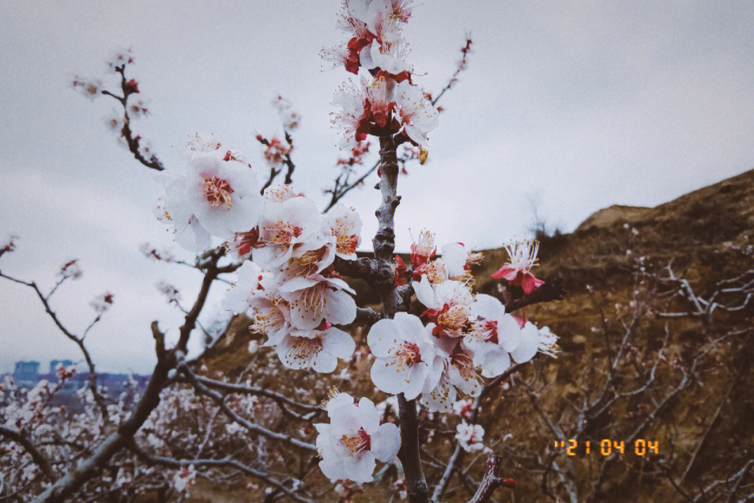 花与果实杨唤