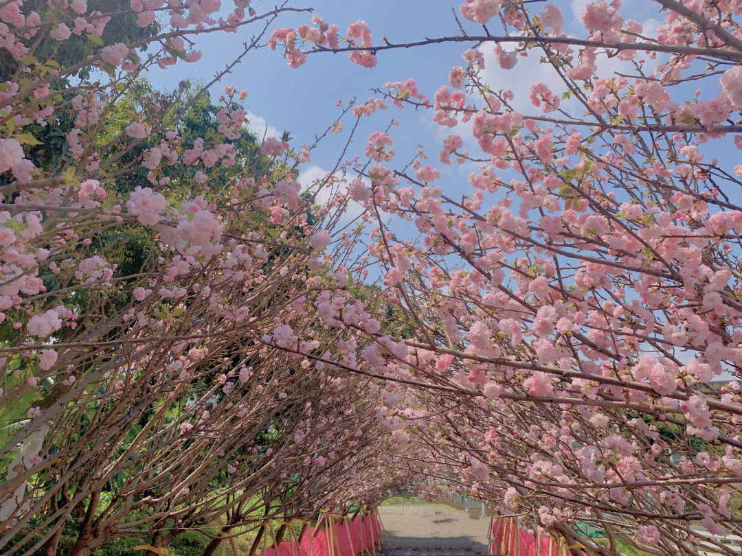 一方乐田樱花节图片