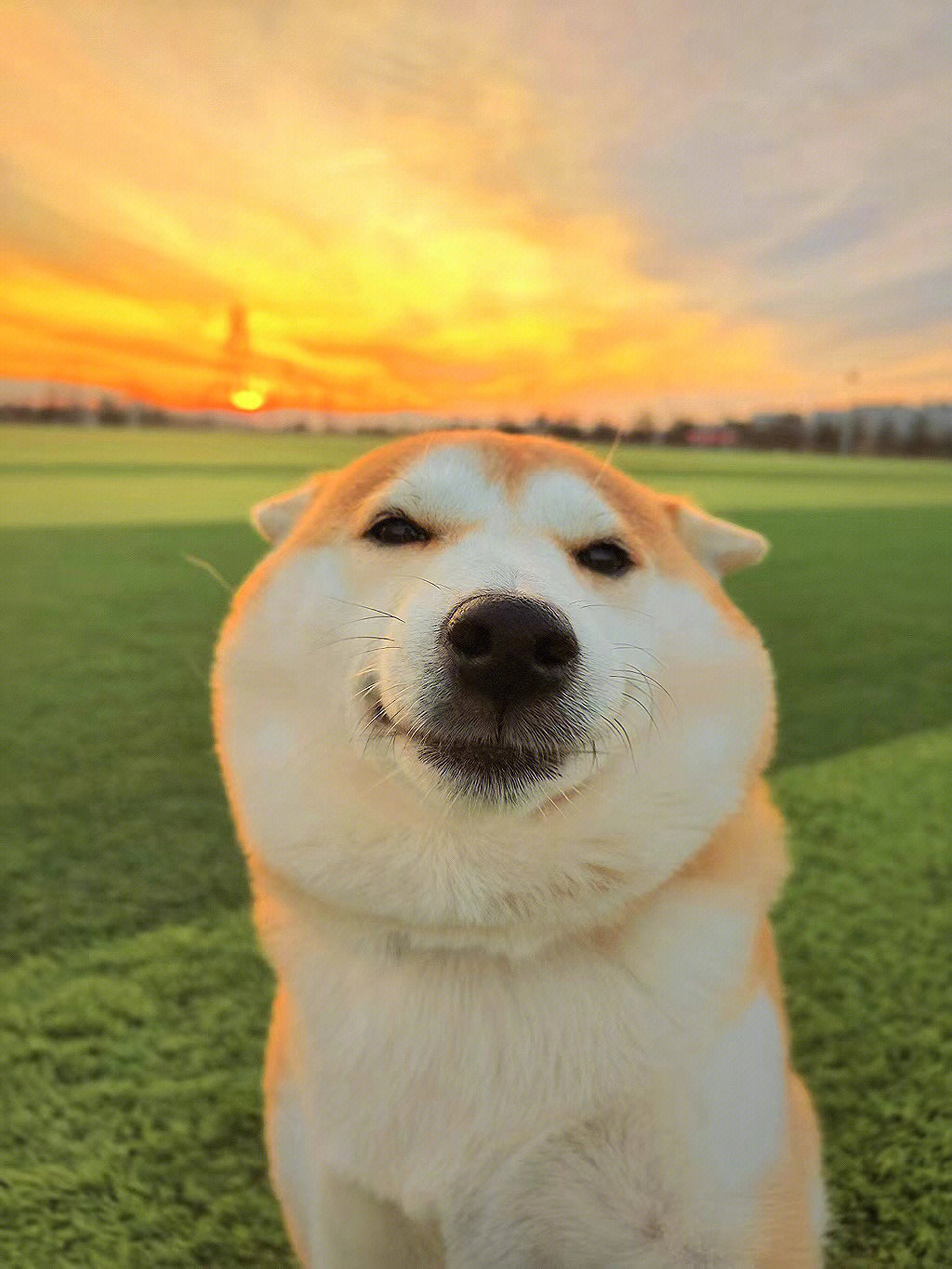 柴犬自拍头像背景天空图片