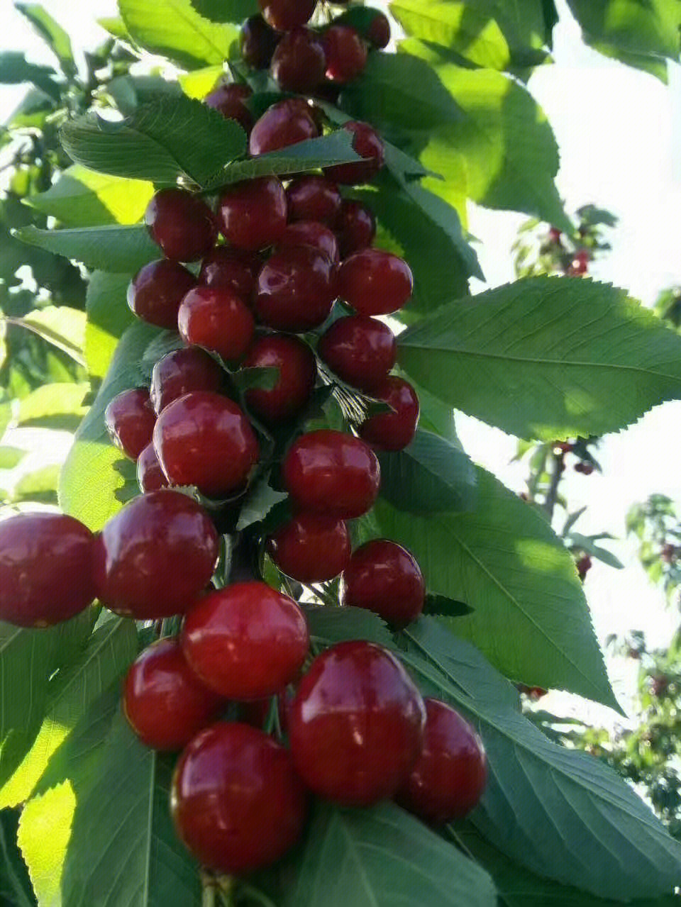 安丘石埠子草莓市场图片