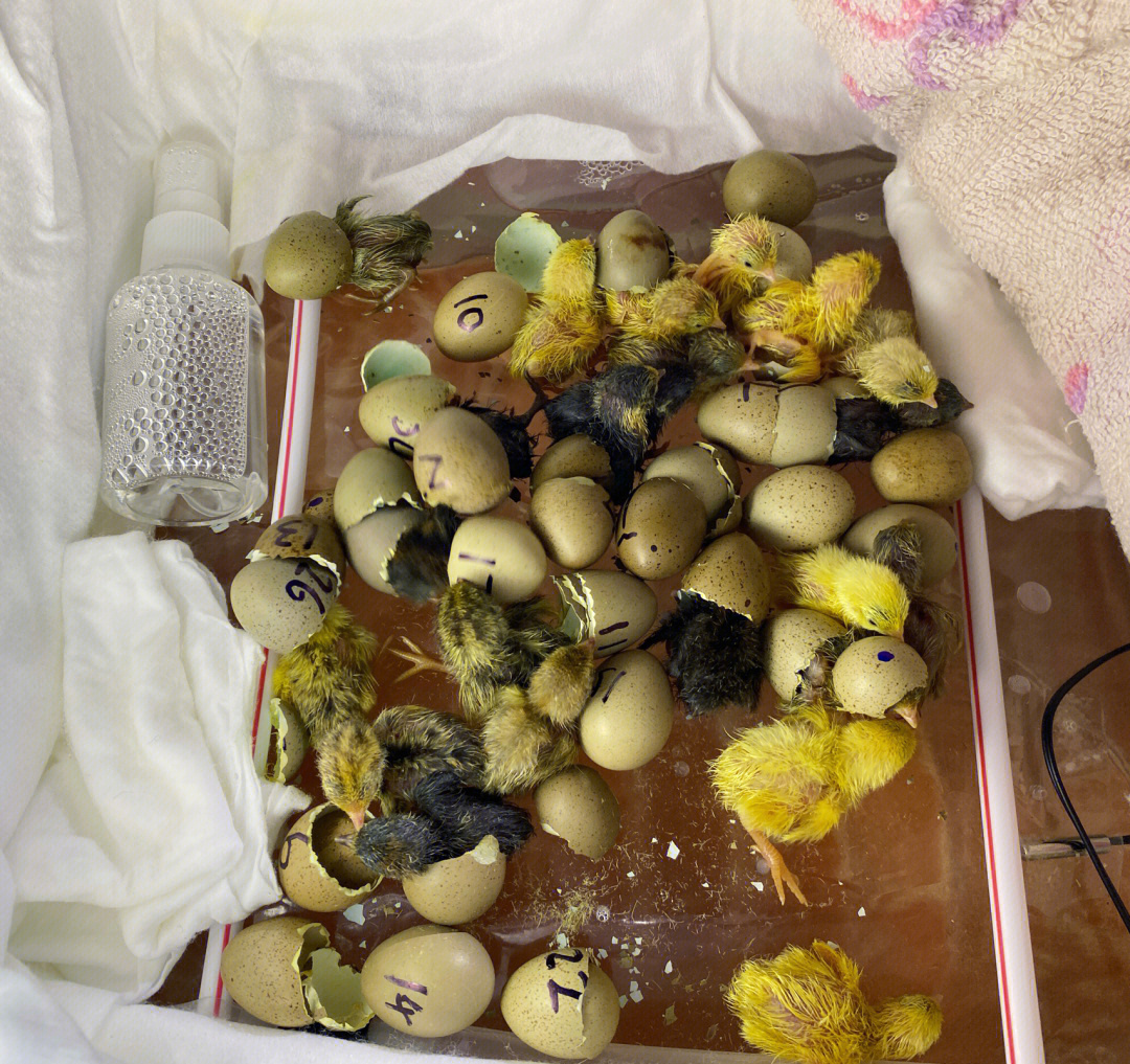 芦丁鸡孵化10天照蛋图图片