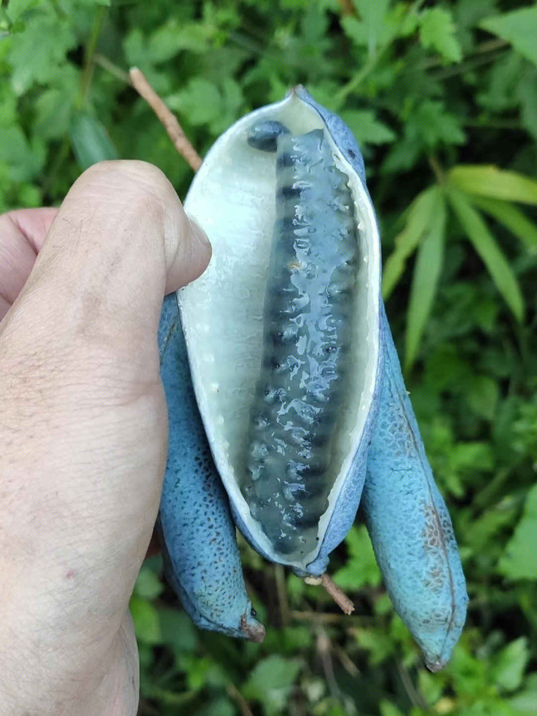 野猫瓜植物图片