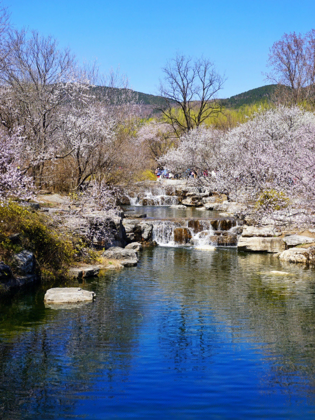 北京植物园山桃花溪