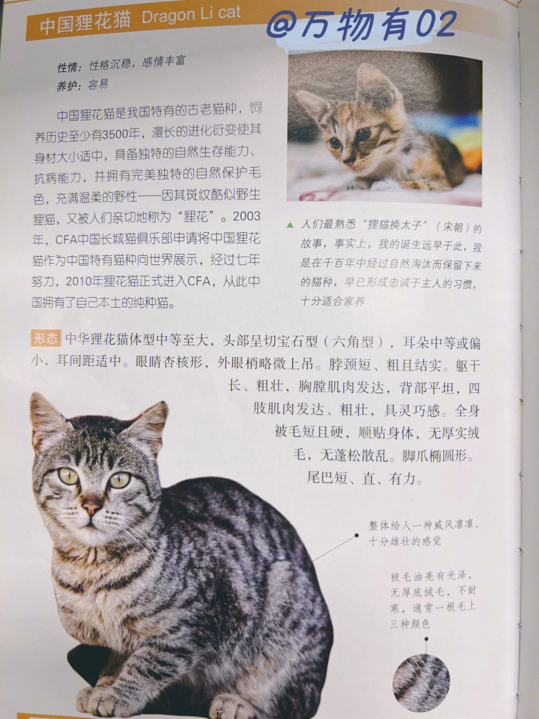 中国狸花猫的寿命图片