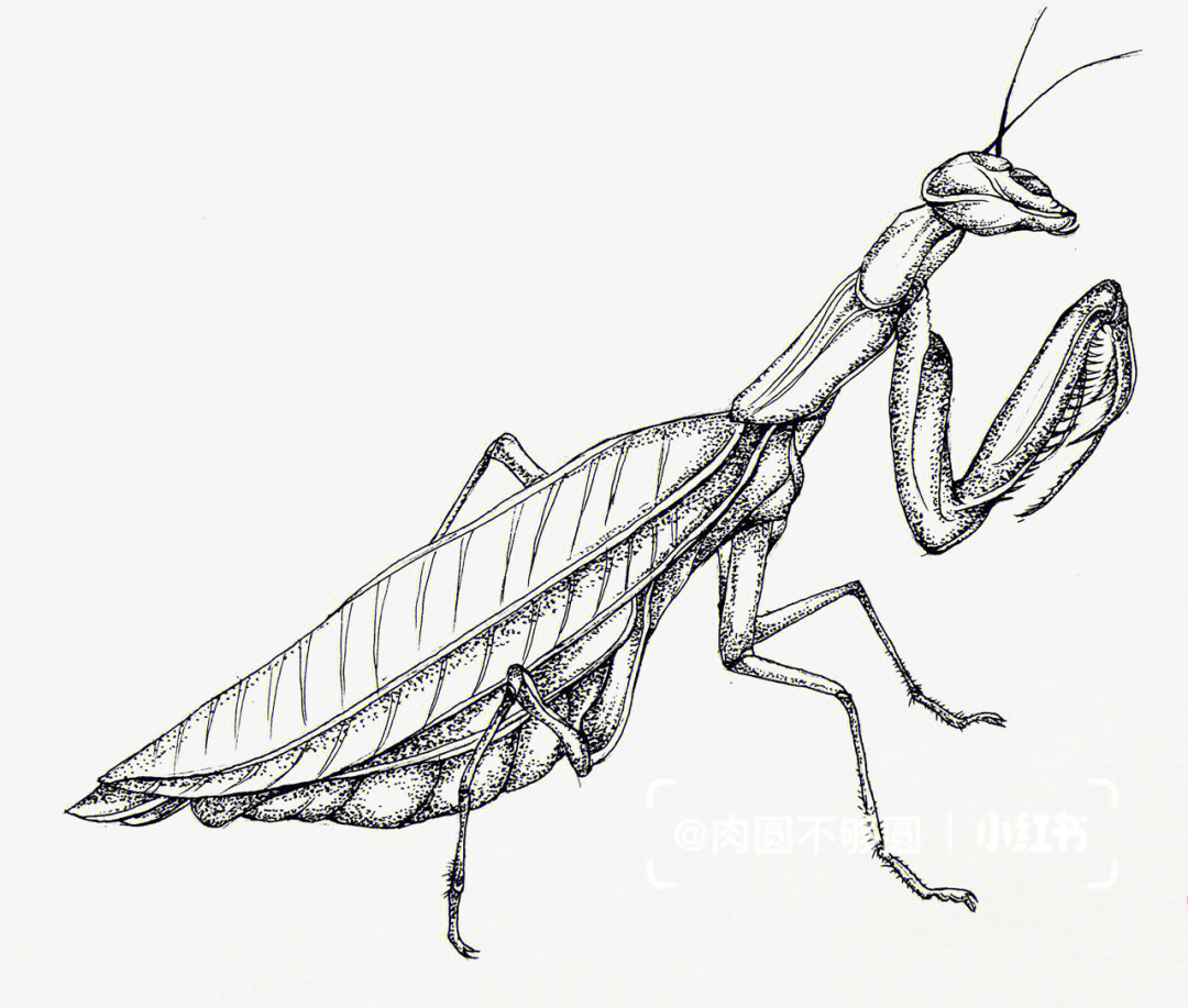 螳螂图片素描简笔画图片