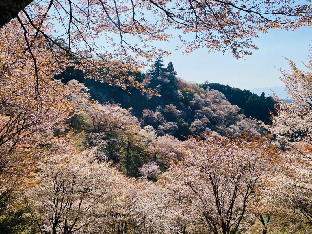 吉野山72漫山遍野的樱花