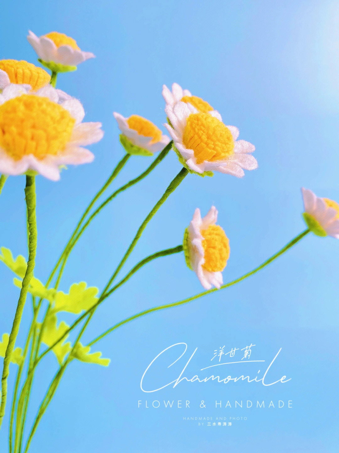 chamomile 洋甘菊98向阳开白花,兩打也不慌98花诗:待到秋来九月八