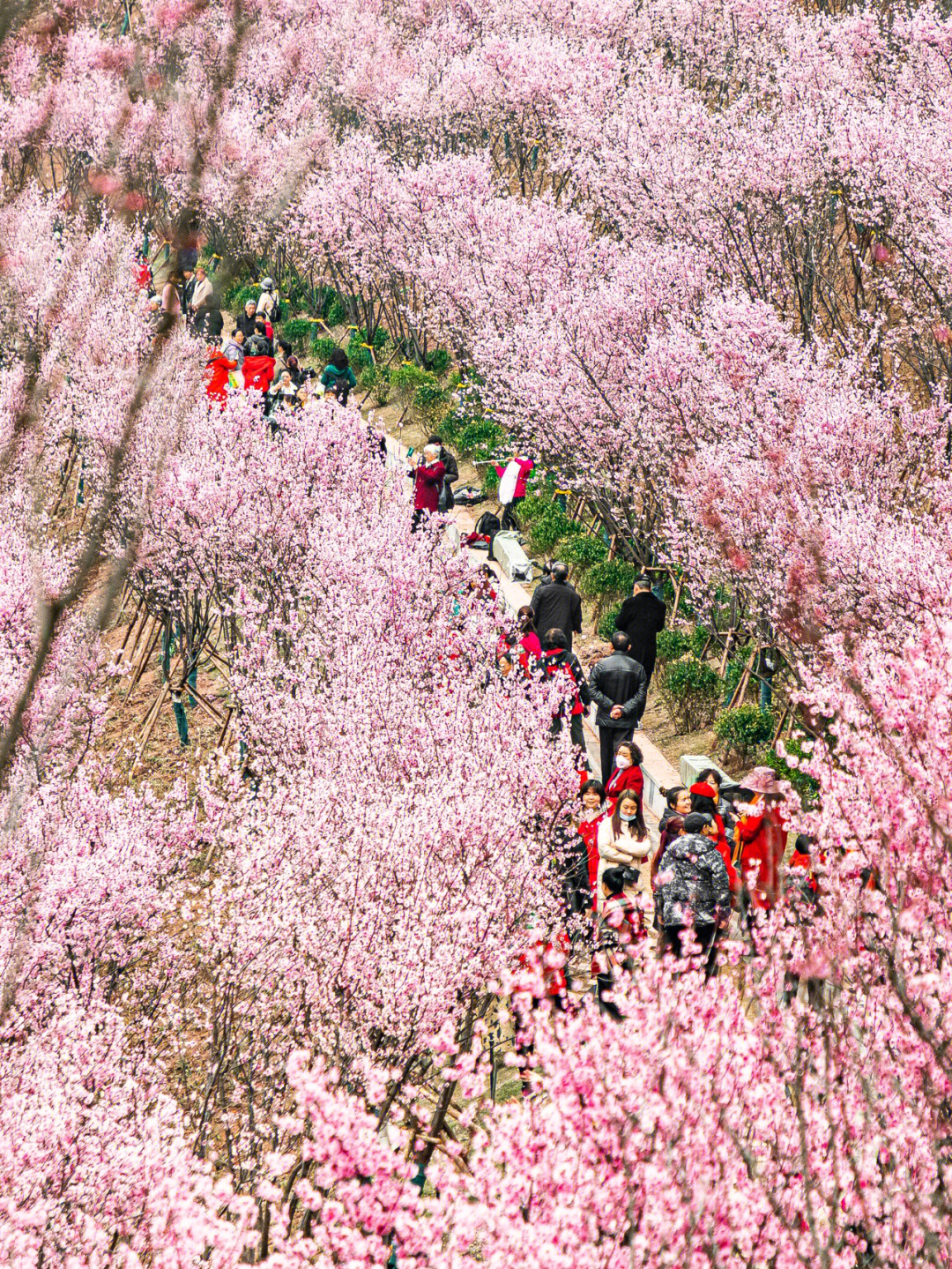 重庆主城赏花景点图片