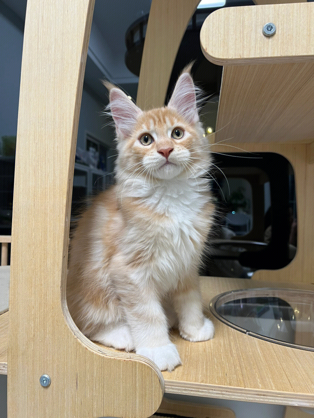 缅因猫和狸花猫的宝宝图片