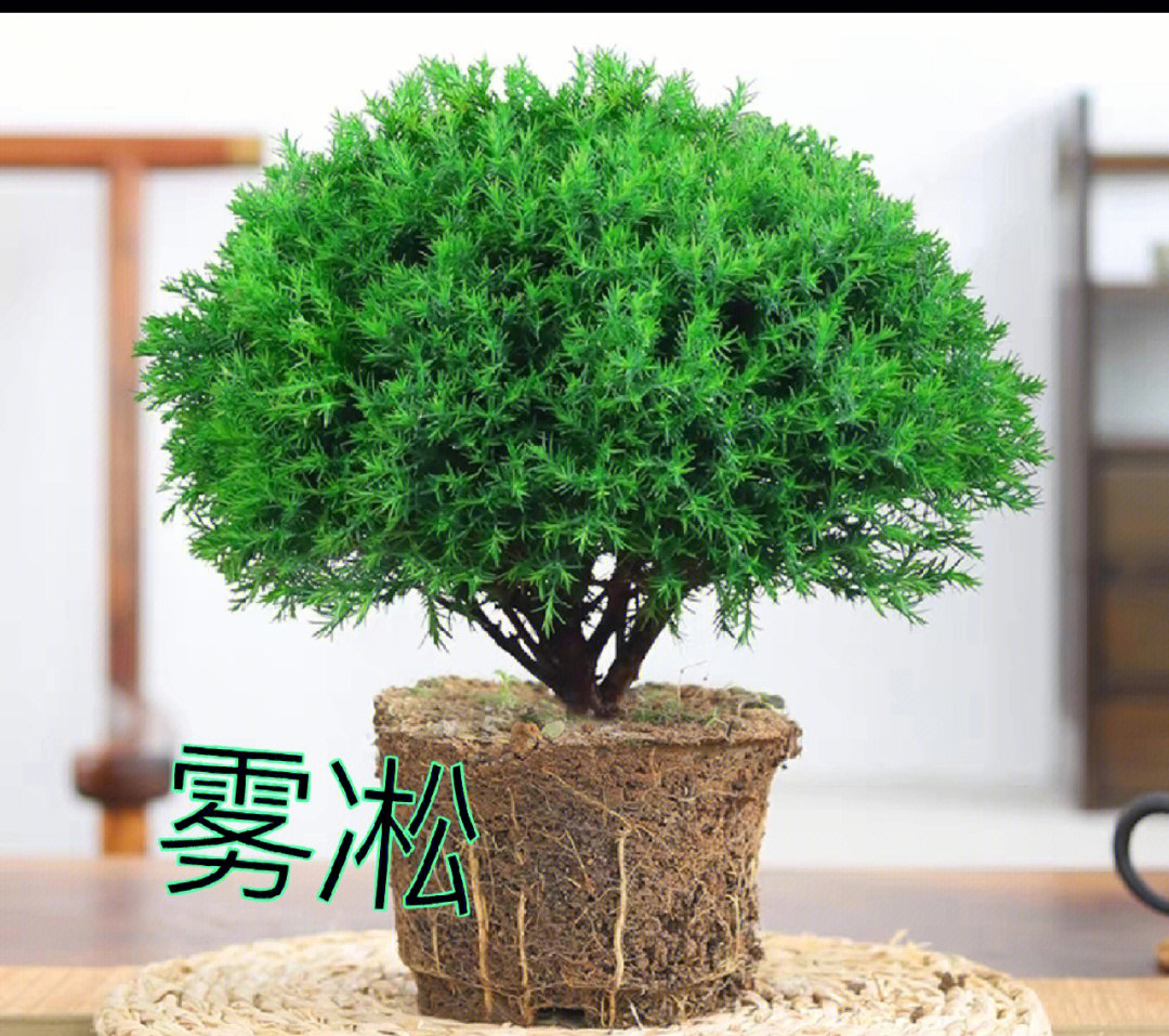 雾凇小盆景,好养易活耐寒置于书桌办公桌上,给人一种宁静感,一股清