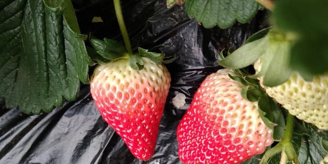 有些小伙伴问过我为什么网上其他家丹东九九草莓那么便宜?