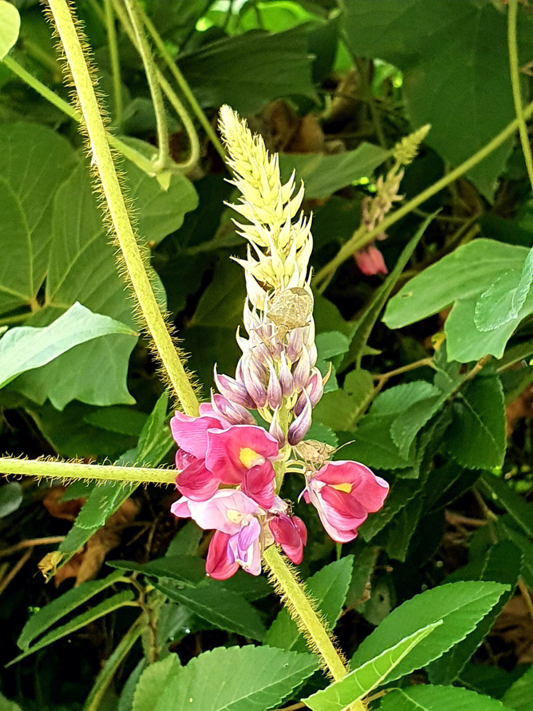 97根,茎,叶,花都可入药,葛根可以食用,全身是宝#葛#野葛#野生植物