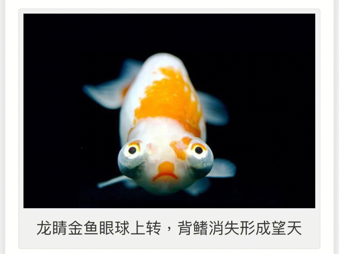 中国金鱼品种图解望天