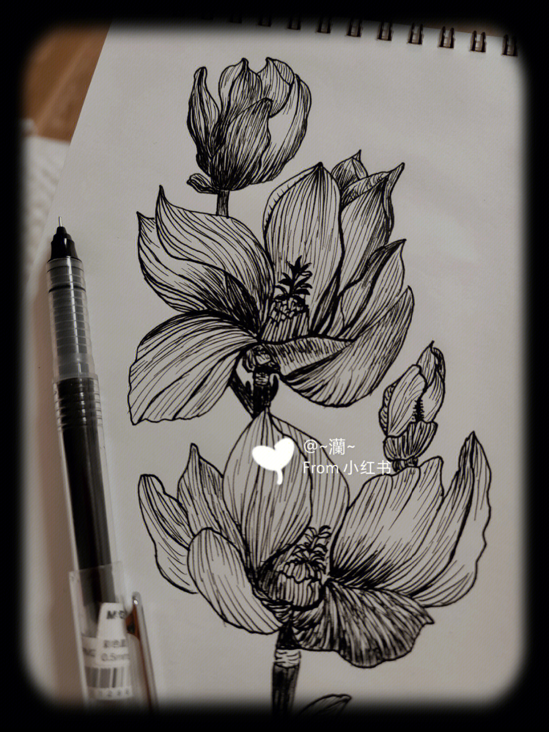 简单铅笔画花朵图片