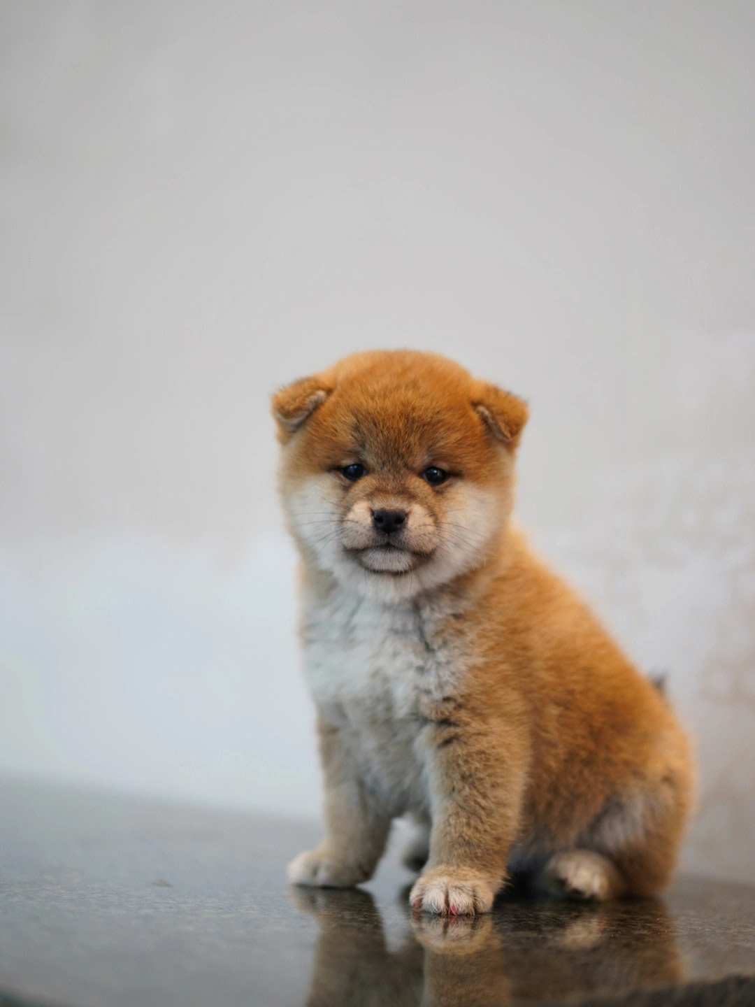 柴犬小宝的照片一次出图片