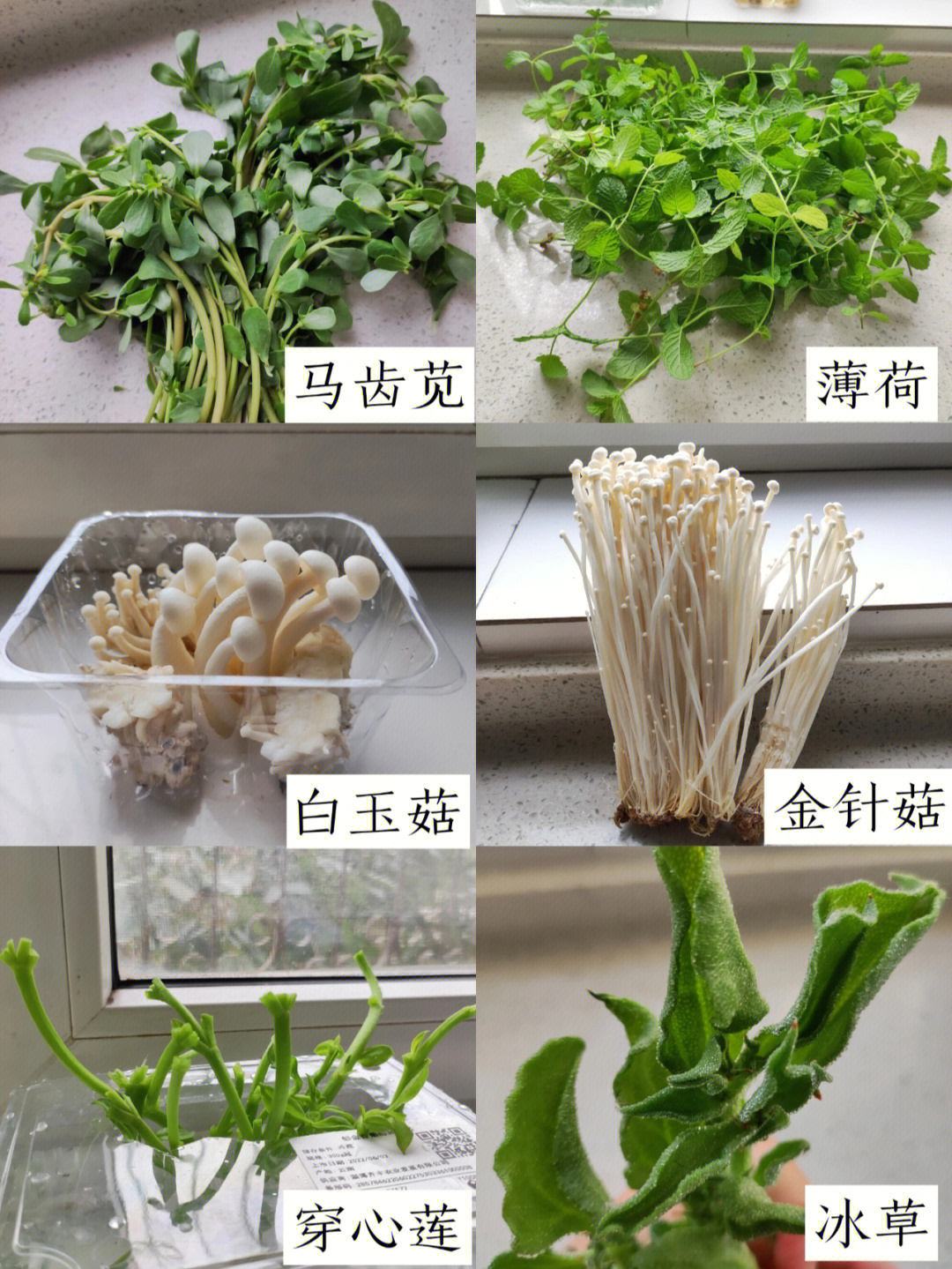 中国可食用植物大全图片