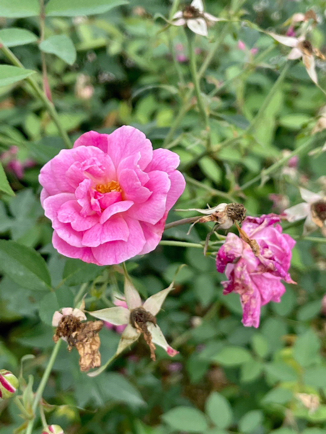 花谢花再开图片