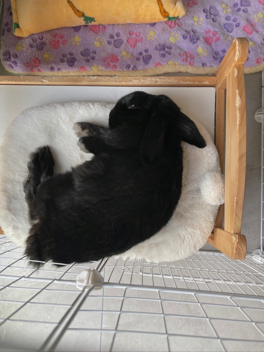 黑色垂耳兔惊小兔子睡觉竟然是这样