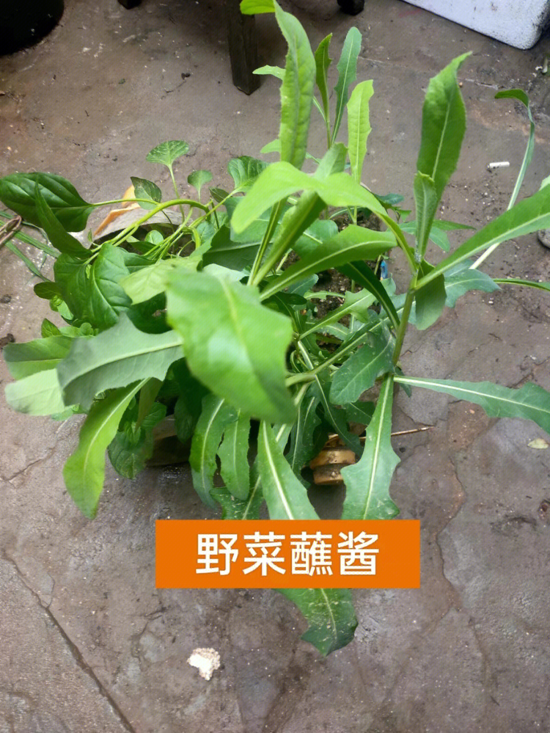 陕西野菜油勺勺图片图片