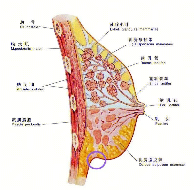 乳内动脉位置图片解剖图片
