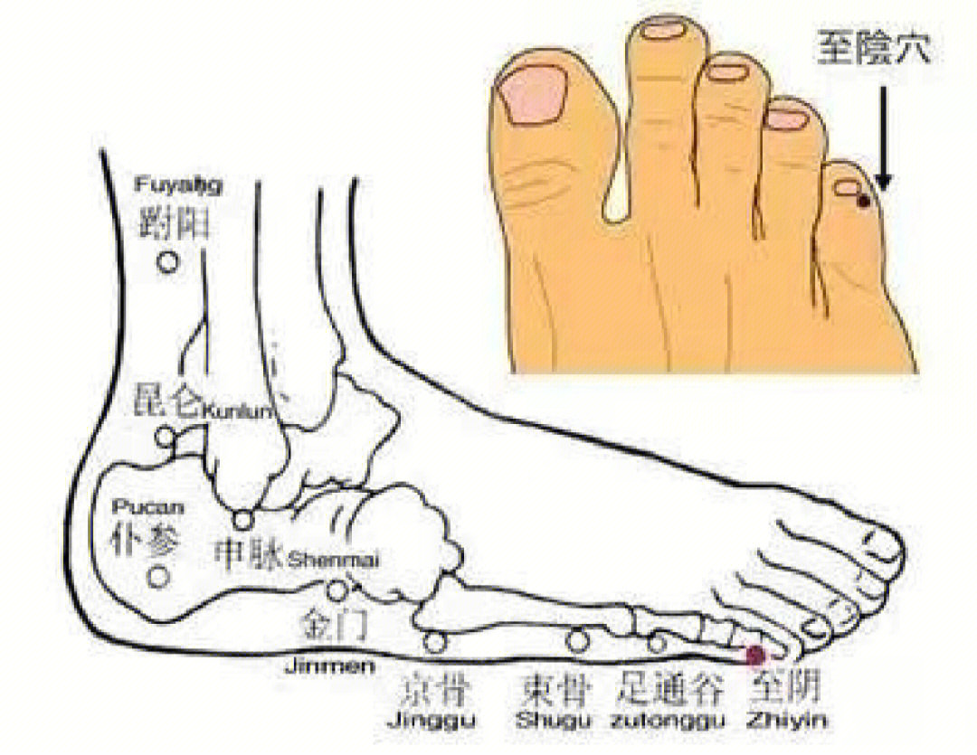 至阴的准确位置与功效图片