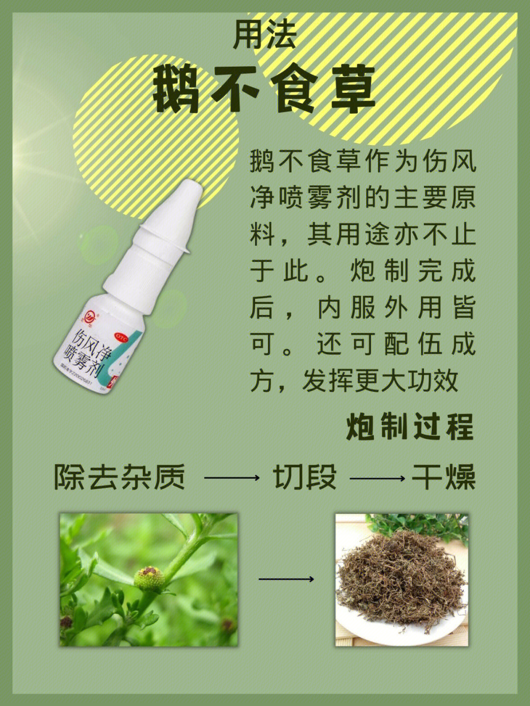 鹅不食草治疗鼻炎用法图片