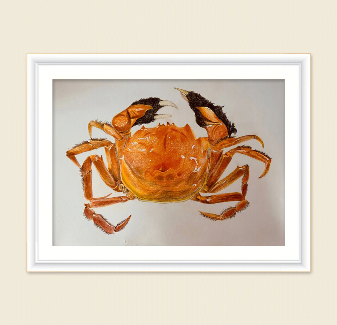 彩铅螃蟹图片图片