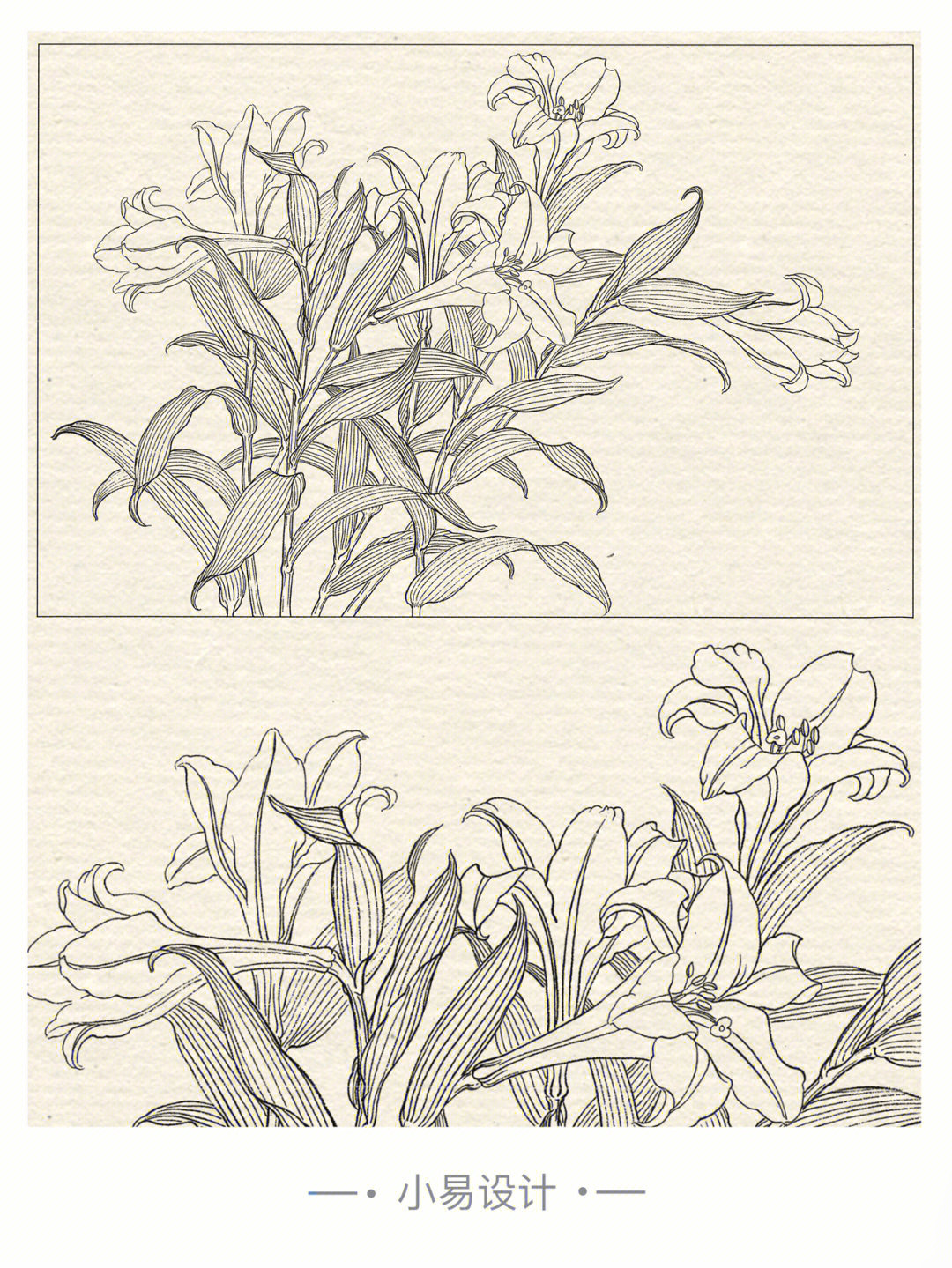 花鸟花草,白描,线描工笔画,临摹素材电子版jpg参考花卉线稿