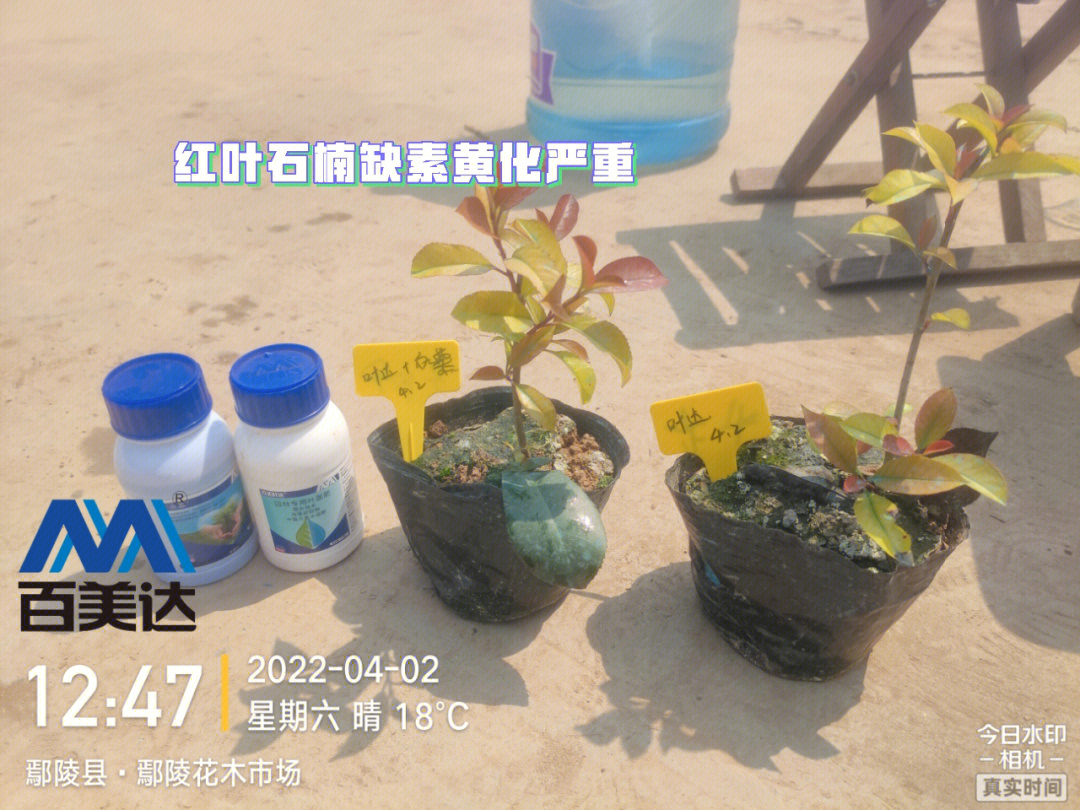 黄化#植物缺素#缺铁月季,石楠,牡丹等植物缺素引起的黄化,萎缩