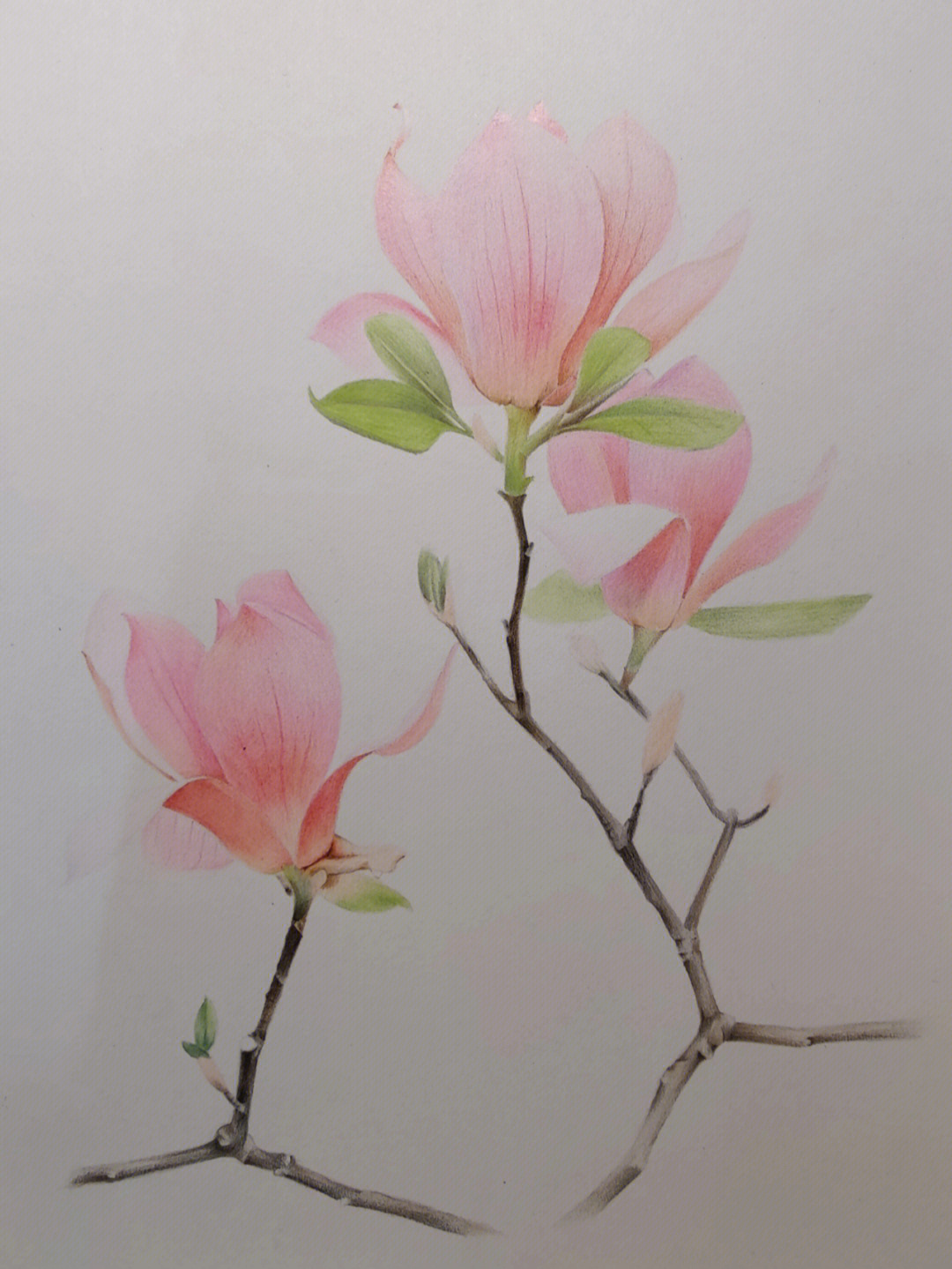 玉兰花的画法 彩铅图片