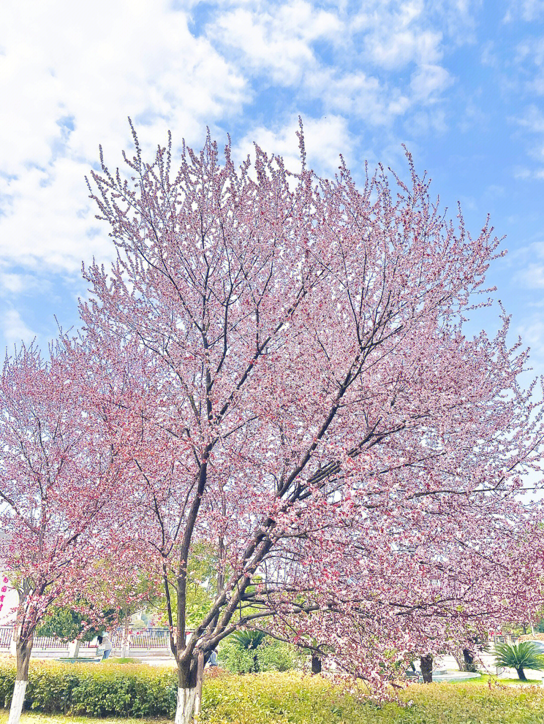 樱花妹学校图片